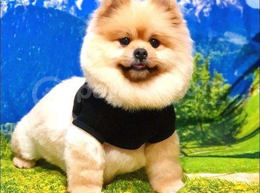 Ayı Surat Tıraşlı Pomeranian Boo Dişi Yetişkinimiz görsel