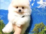 Pomeranian Boo Teddy Bear Yavrular