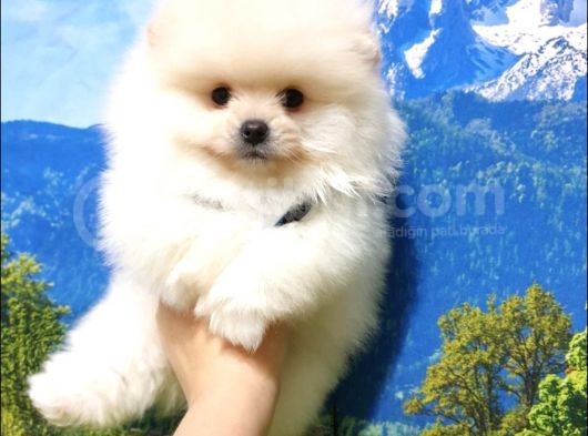 Pomeranian Boo Teddy Bear Yavrular görsel