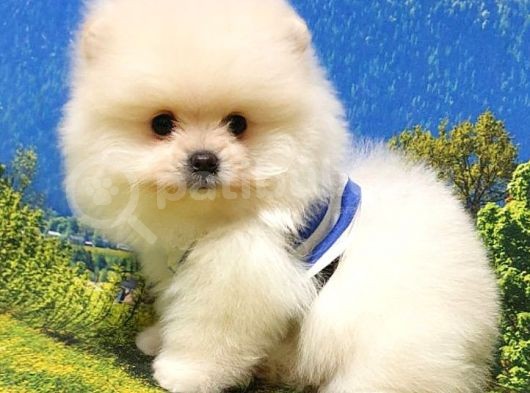 Pomeranian Boo Teddy Bear Yavrular