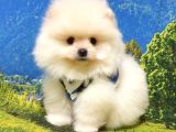 Pomeranian Boo Teddy Bear Yavrular