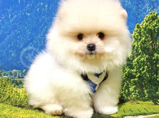Pomeranian Boo Teddy Bear Yavrular görsel