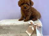 Çocuklarla Uyumlu Toy Poodle Yavrularimiz
