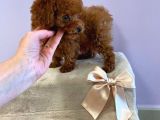 Çocuklarla Uyumlu Toy Poodle Yavrularimiz