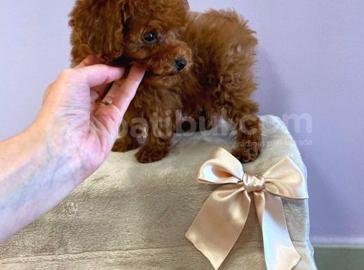 Çocuklarla Uyumlu Toy Poodle Yavrularimiz görsel