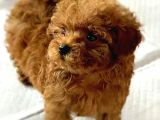 Çocuklarla Uyumlu Toy Poodle Yavrularimiz