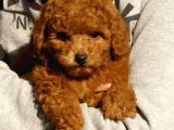 Çocuklarla uyumlu Toy Poodle Yavrularimiz