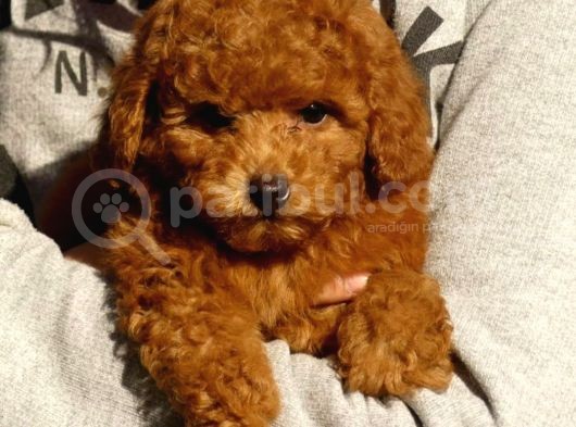 Çocuklarla Uyumlu Toy Poodle Yavrularimiz