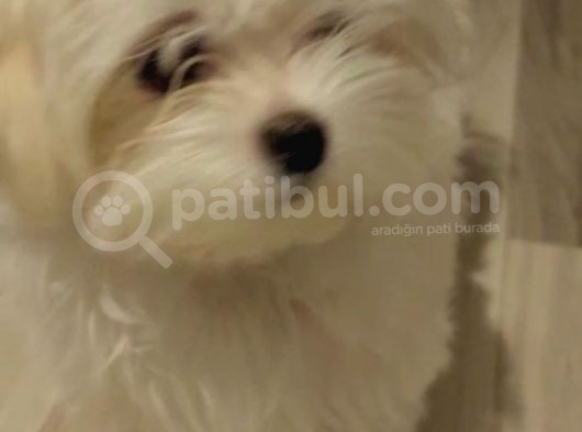 Orjinal Tea Cup Maltese