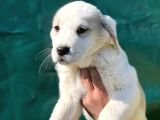 Birinci Sınıf Dev Alabay Yavrularımız A Kalite