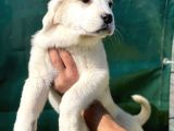 Birinci Sınıf Dev Alabay Yavrularımız A Kalite