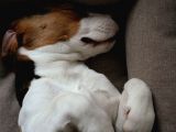 Maske Filminin Kahramanı Jack Russel Yavrularımız