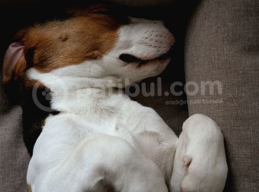 Maske Filminin Kahramanı Jack Russel Yavrularımız görsel