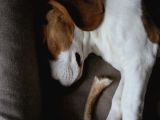 Maske Filminin Kahramanı Jack Russel Yavrularımız