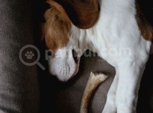 Maske Filminin Kahramanı Jack Russel Yavrularımız