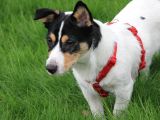 Maske Filminin Kahramanı Jack Russel Yavrularımız