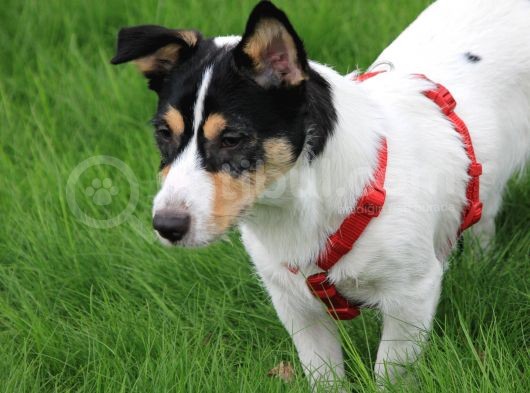 Maske Filminin Kahramanı Jack Russel Yavrularımız görsel