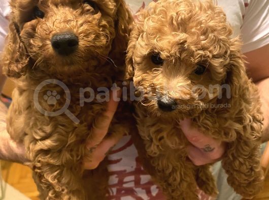 Toy Poodle Yavrularımız Yeni Yuvalarını Arıyor görsel