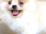 Teddy Bear Pomerani̇an Boo Di̇şi̇