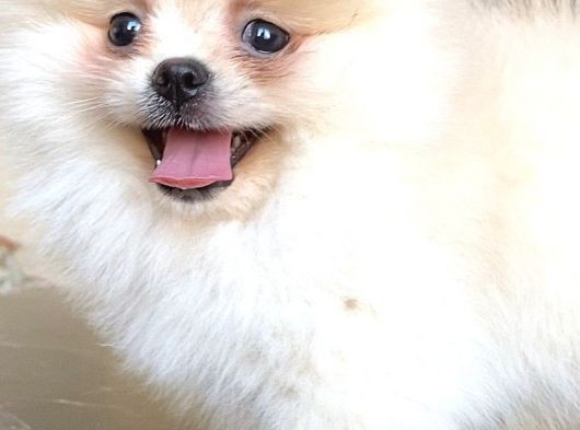 Teddy Bear Pomerani̇an Boo Di̇şi̇