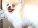 Pomerani̇an Boo Üst Kali̇te Di̇şi̇ Yavrumuz