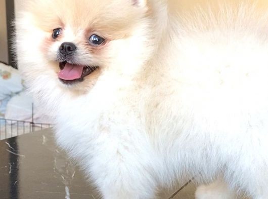 Pomerani̇an Boo Üst Kali̇te Di̇şi̇ Yavrumuz