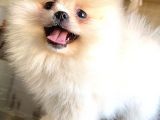Teddy Bear Pomerani̇an Boo Di̇şi̇