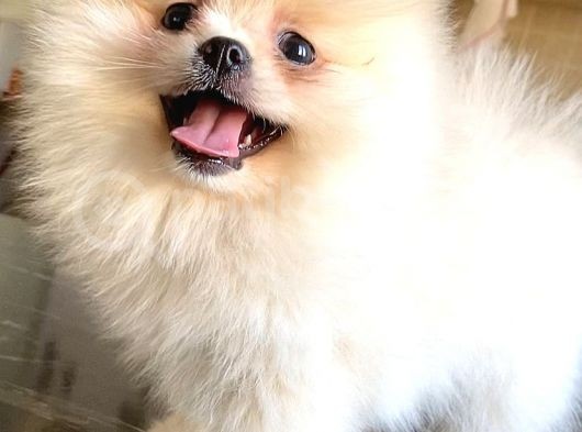 Teddy Bear Pomerani̇an Boo Di̇şi̇ görsel