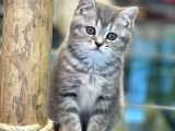 Blue Tabby British Shorthair Dişi Yavrumuz
