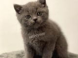 Sevimli Blue British Shorthair Dişi Erkek Yavrular