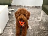 Red Brown Toy Poddle