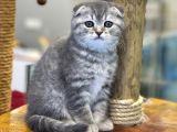 Blue Tabby Scottish Fold Dişi Yavrumuz