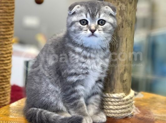 Blue Tabby Scottish Fold Dişi Yavrumuz görsel