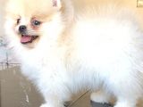 Pomerani̇an Boo Üst Kali̇te Di̇şi̇ Yavrumuz