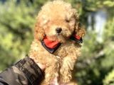 A Kali̇te Toy Poodle Oyuncak Bebekler