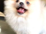 Teddy Bear Pomerani̇an Boo Di̇şi̇