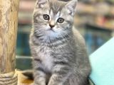 Blue Tabby British Shorthair Dişi Yavrumuz