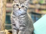Blue Tabby British Shorthair Dişi Yavrumuz