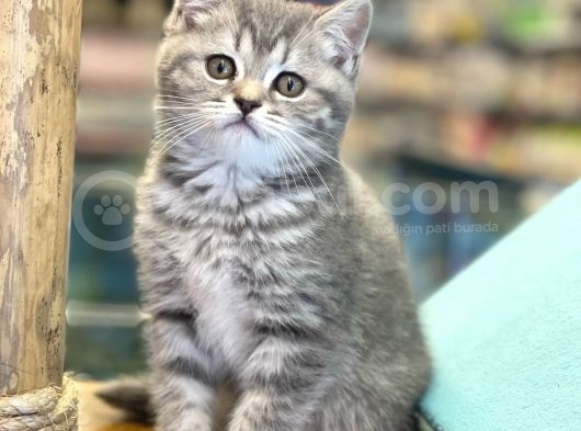 Blue Tabby British Shorthair Dişi Yavrumuz görsel