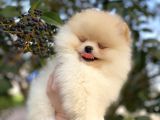 Teddy Bear Pomerani̇an Boo Üst Kali̇te