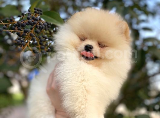 Teddy Bear Pomerani̇an Boo Üst Kali̇te görsel