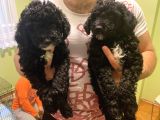 Toy Poodle Yavrularımız Yeni Yuvalarını Arıyor