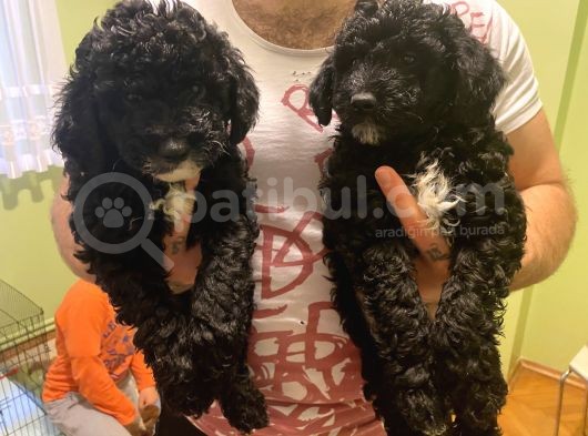 Toy Poodle Yavrularımız Yeni Yuvalarını Arıyor görsel