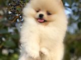 Teddy Bear Pomerani̇an Boo Üst Kali̇te