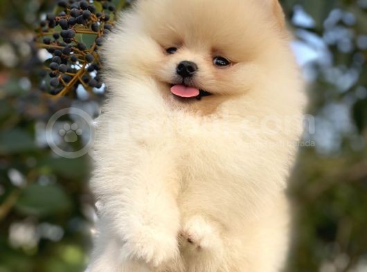 Teddy Bear Pomerani̇an Boo Üst Kali̇te görsel