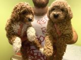 Toy Poodle Yavrularımız Yeni Yuvalarını Arıyor
