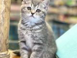 Blue Tabby British Shorthair Dişi Yavrumuz