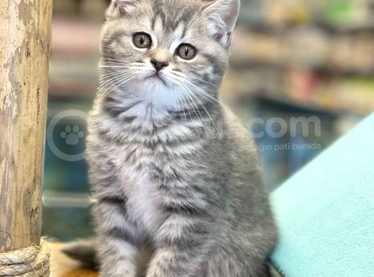 Blue Tabby British Shorthair Dişi Yavrumuz görsel