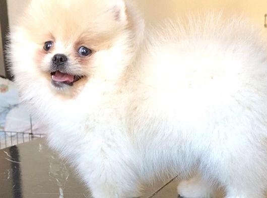 Pomerani̇an Boo Üst Kali̇te Di̇şi̇ Yavrumuz görsel