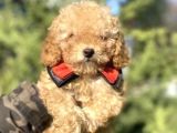 A Kali̇te Toy Poodle Oyuncak Bebekler